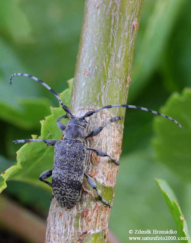 tesařík, Oplosia cinerea (Mulsant, 1839), Lamiinae, Cerambycidae (Brouci, Coleoptera)